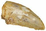 Serrated Raptor Tooth - Real Dinosaur Tooth #333372-1